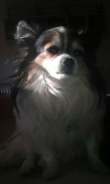 Chihuahua Chili "Rottweileren"RIP billede 11