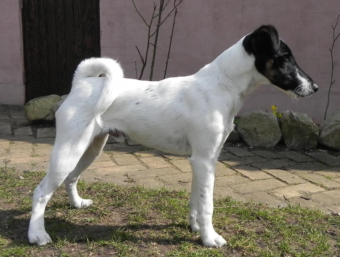 Glathåret foxterrier Charlie billede 8