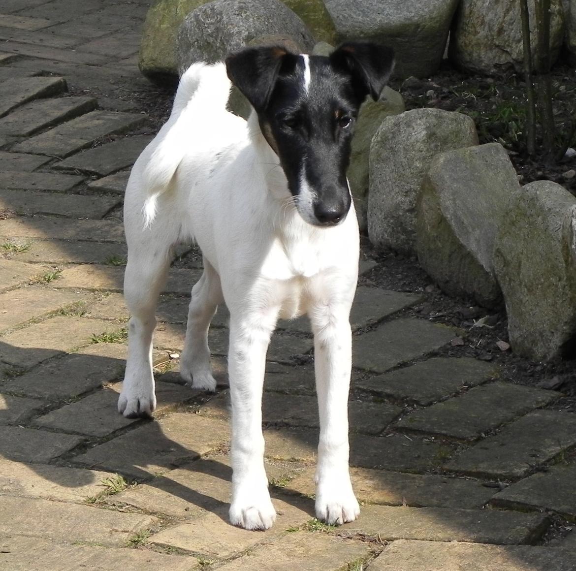 Glathåret foxterrier Charlie billede 7