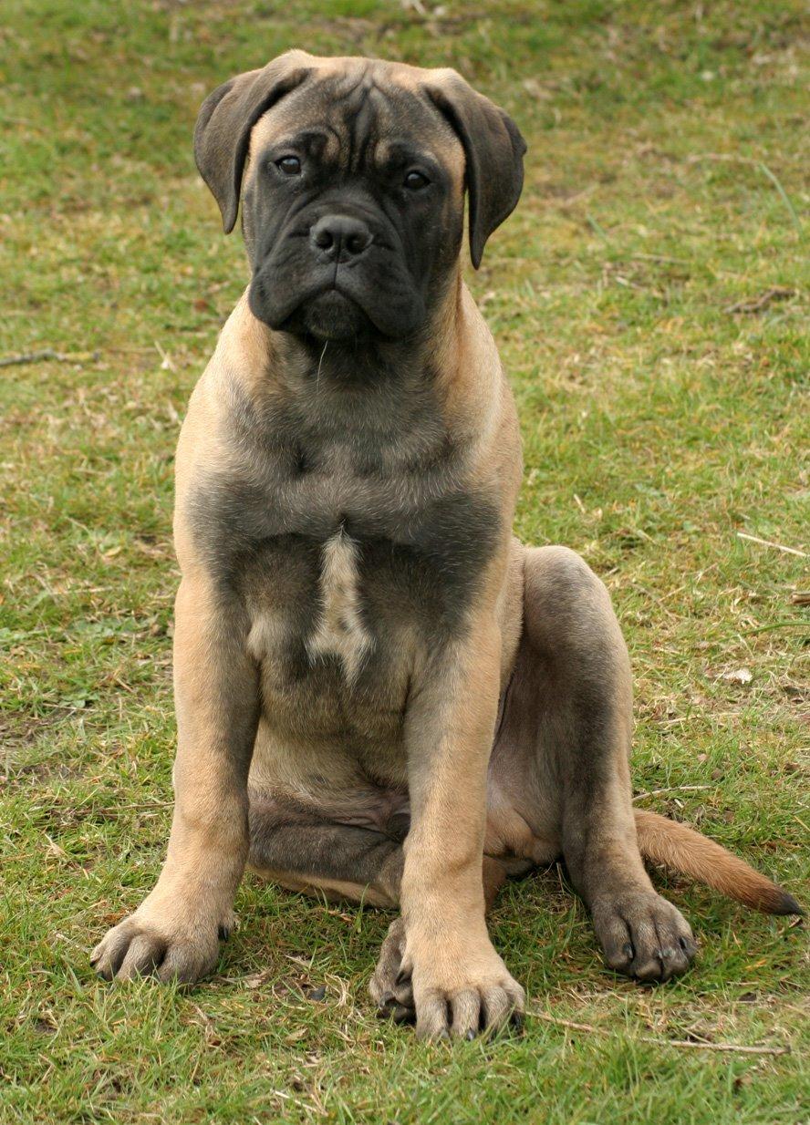 Bullmastiff Bullsaints Haress Al Dar - Barney 15 uger gl. 12 april 2015 19,1 kg billede 20