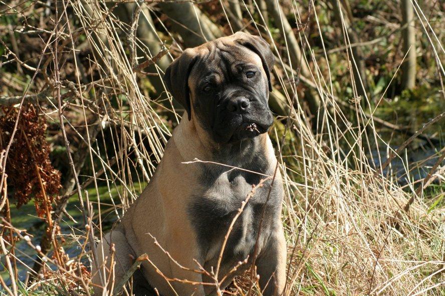 Bullmastiff Bullsaints Haress Al Dar - Barney 15½  uge gl. 15 april 2015 billede 21