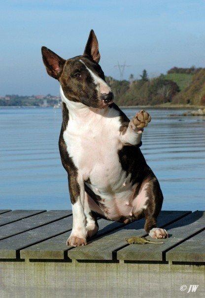 Bullterrier                     Jazzy billede 36