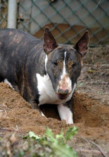 Bullterrier                     Jazzy billede 28