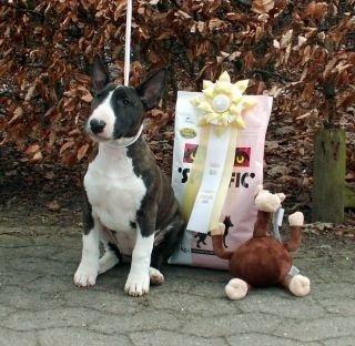 Bullterrier                     Jazzy - BIS 3 ud af 25 - 2006 billede 41