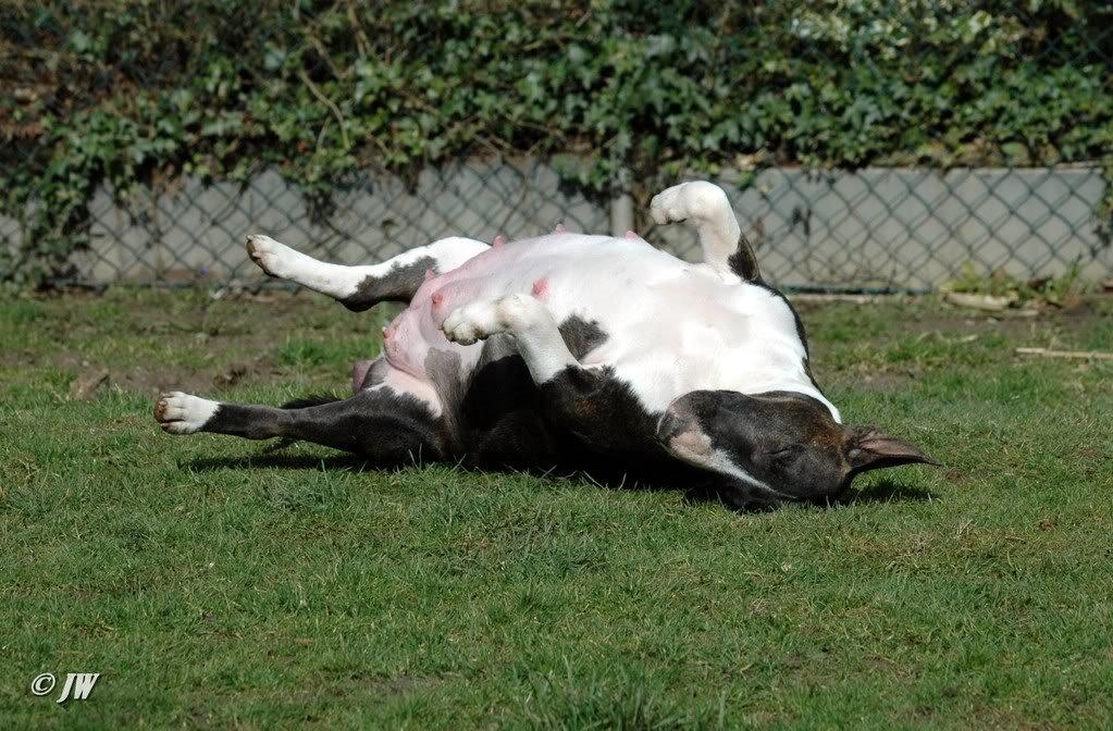 Bullterrier                     Jazzy - Gravid med 8 - Marts 2008 billede 27