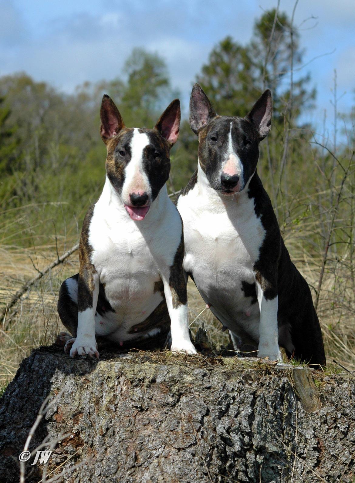 Bullterrier                     Jazzy - Datter Okke & Jazzy <3 billede 24