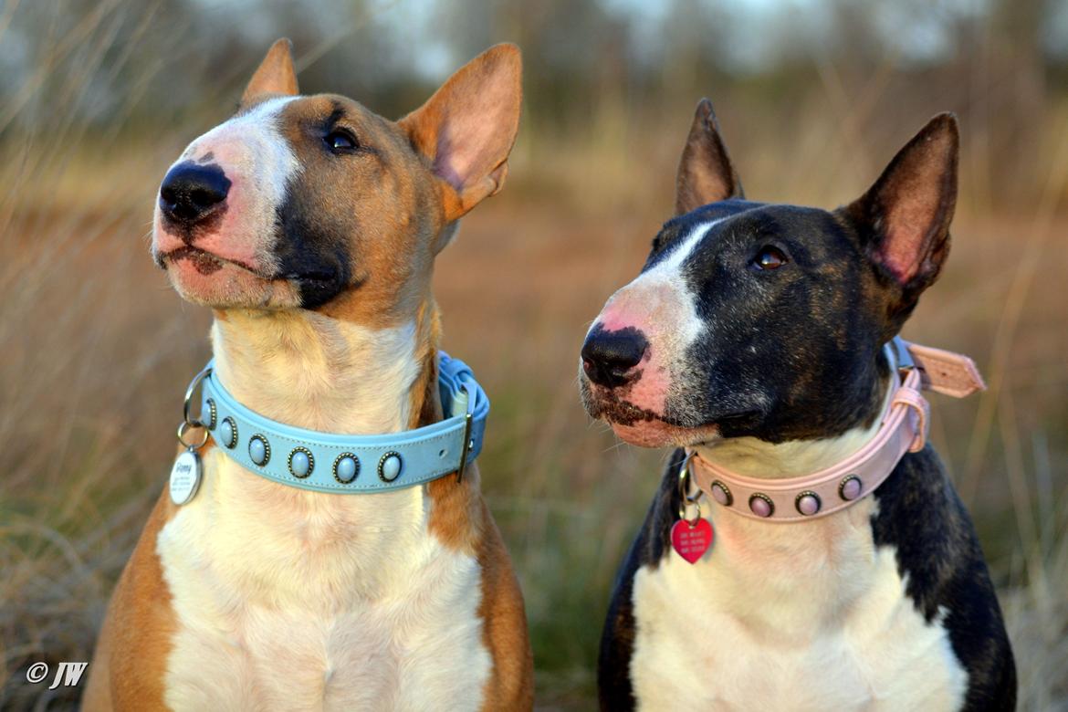 Bullterrier                     Jazzy - Ung Benny & Jazzy <3 billede 29