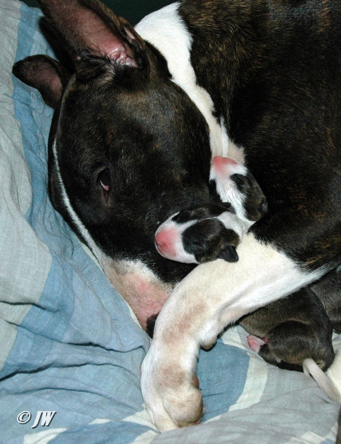 Bullterrier                     Jazzy - Jazzy med sin lille søn <3 billede 35