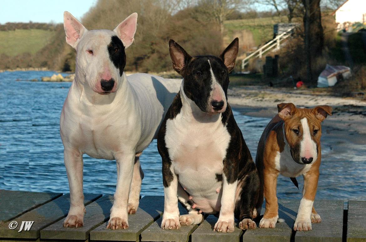 Bullterrier                     Jazzy - Joker, Gravid Jazzy & Jayla billede 34