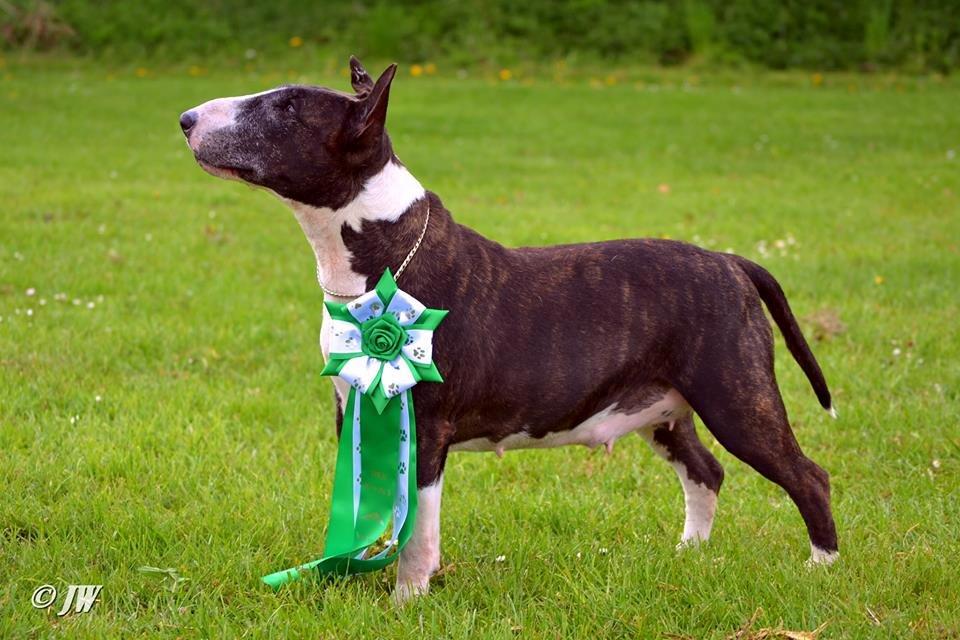 Bullterrier                     Jazzy - BIS 4 Veteran 2014 billede 2