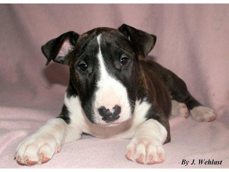 Bullterrier                     Jazzy billede 43