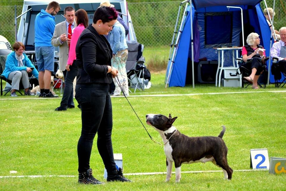 Bullterrier                     Jazzy - Stadig showhund - 2014 billede 5