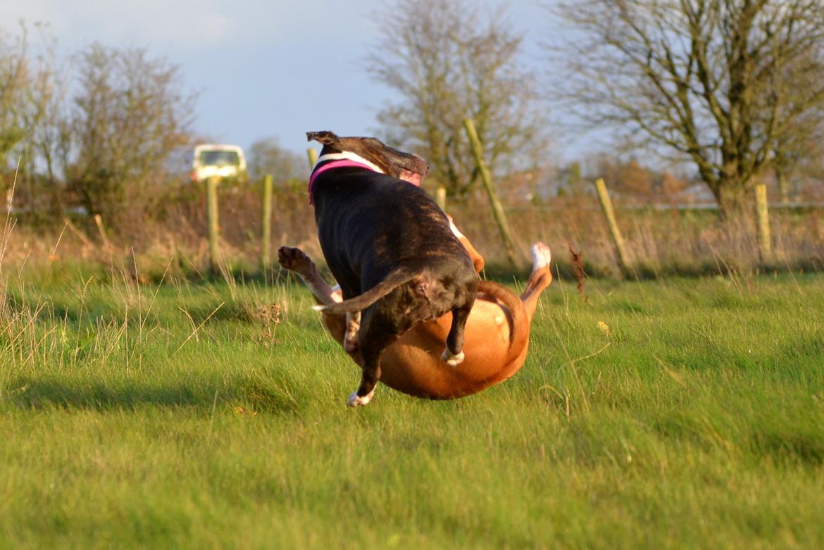 Bullterrier                     Jazzy - Karate-Jazzy ;-) billede 6