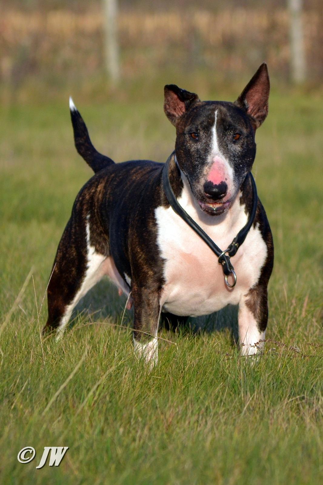 Bullterrier                     Jazzy - 9 år gammel <3 Elsker hende <3 billede 1