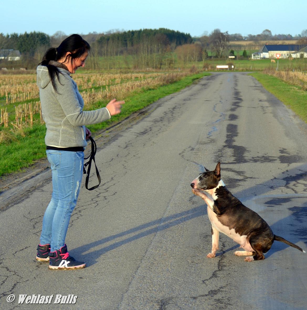 Bullterrier                     Jazzy - Vinker til sin Tante Thasja <3 billede 7