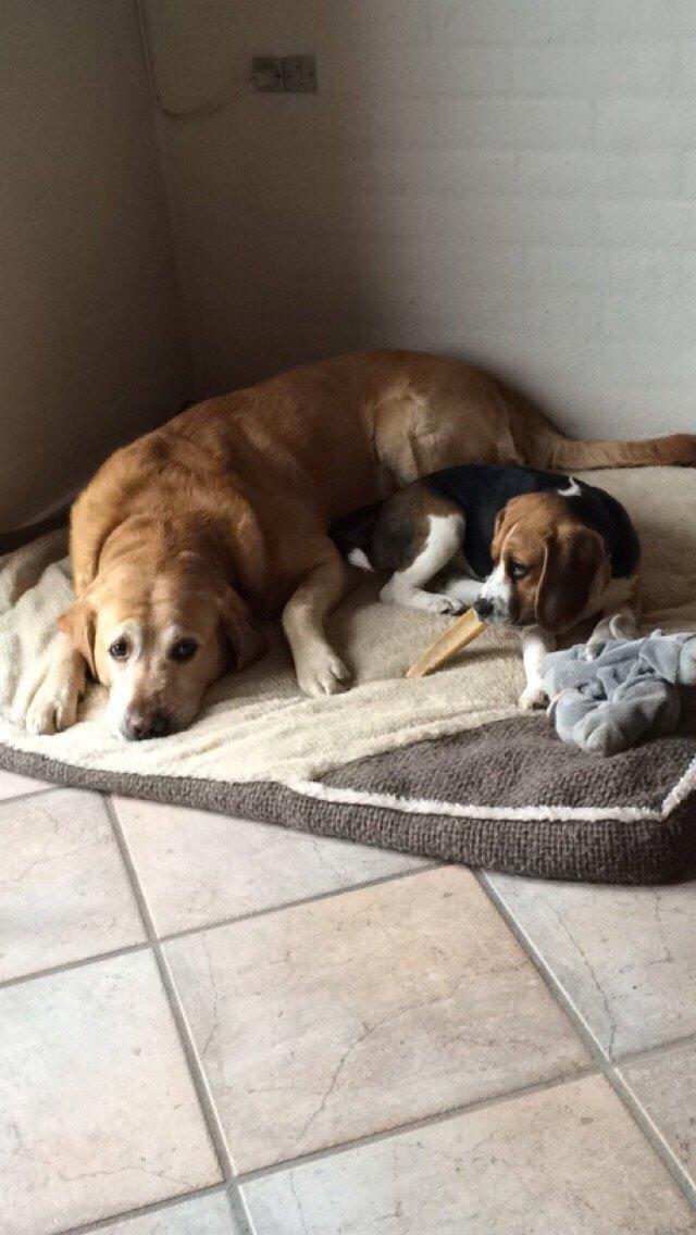 Beagle Nellie billede 19