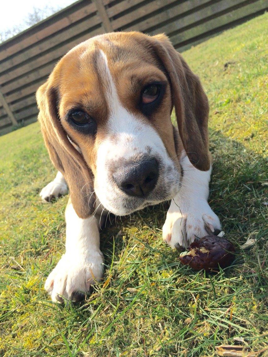 Beagle Nellie billede 17