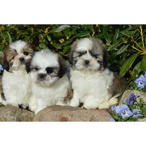 Shih tzu Alma billede 9