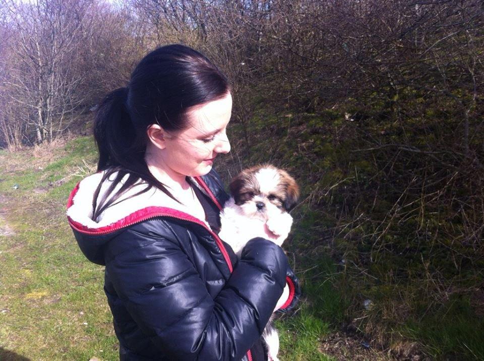 Shih tzu Alma billede 3