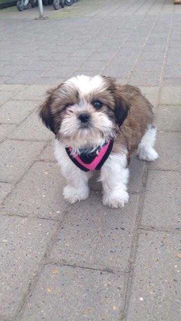 Shih tzu Alma billede 8