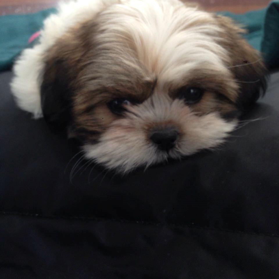 Shih tzu Alma billede 5