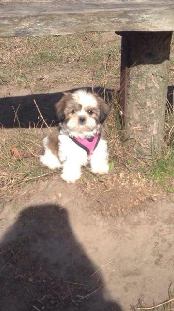 Shih tzu Alma billede 11
