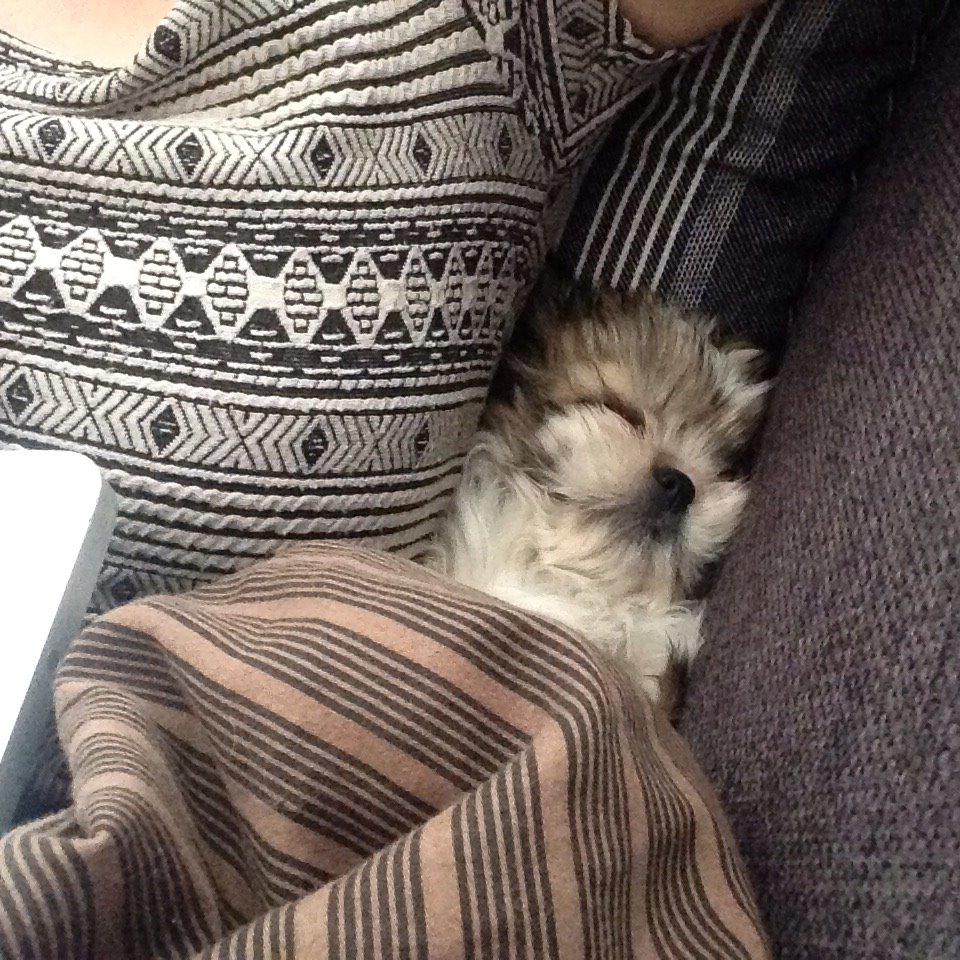 Shih tzu Alma billede 10