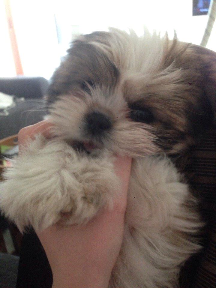 Shih tzu Alma billede 7