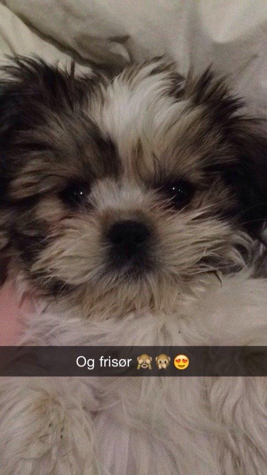 Shih tzu Alma billede 13