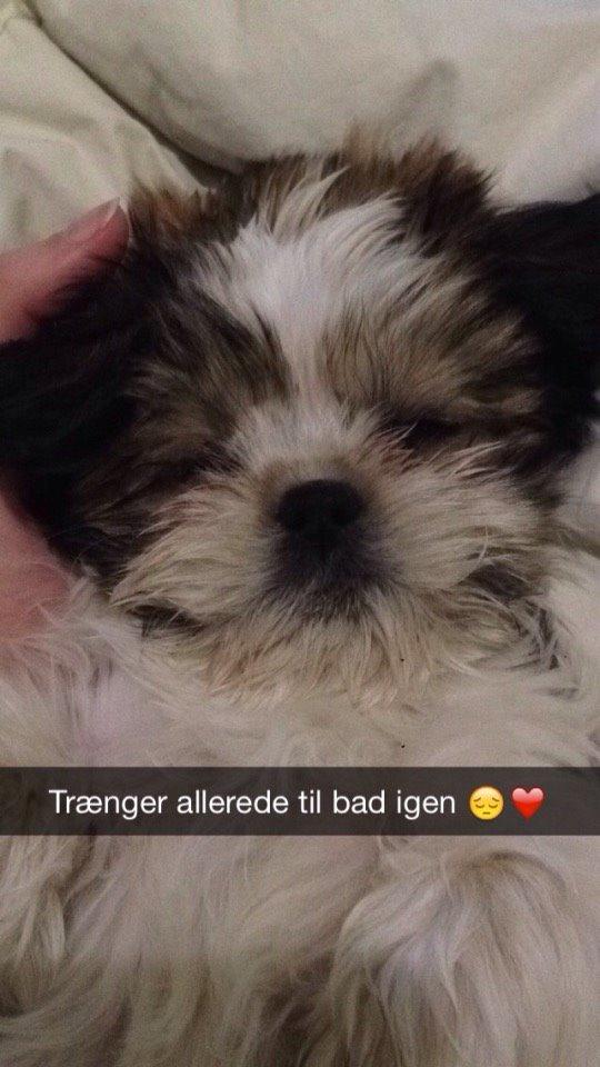 Shih tzu Alma billede 12