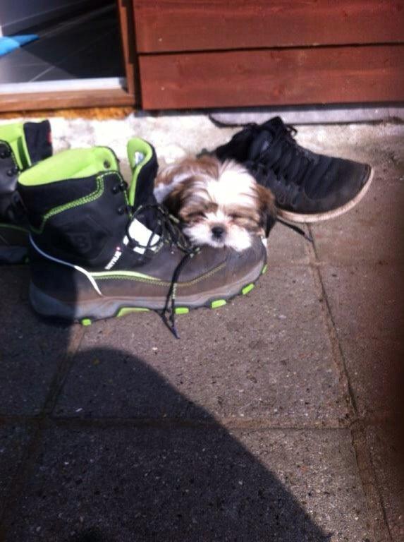 Shih tzu Alma billede 4