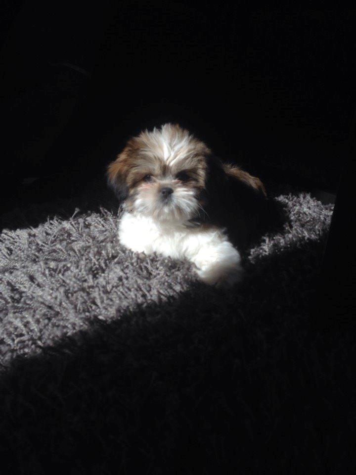 Shih tzu Alma billede 14