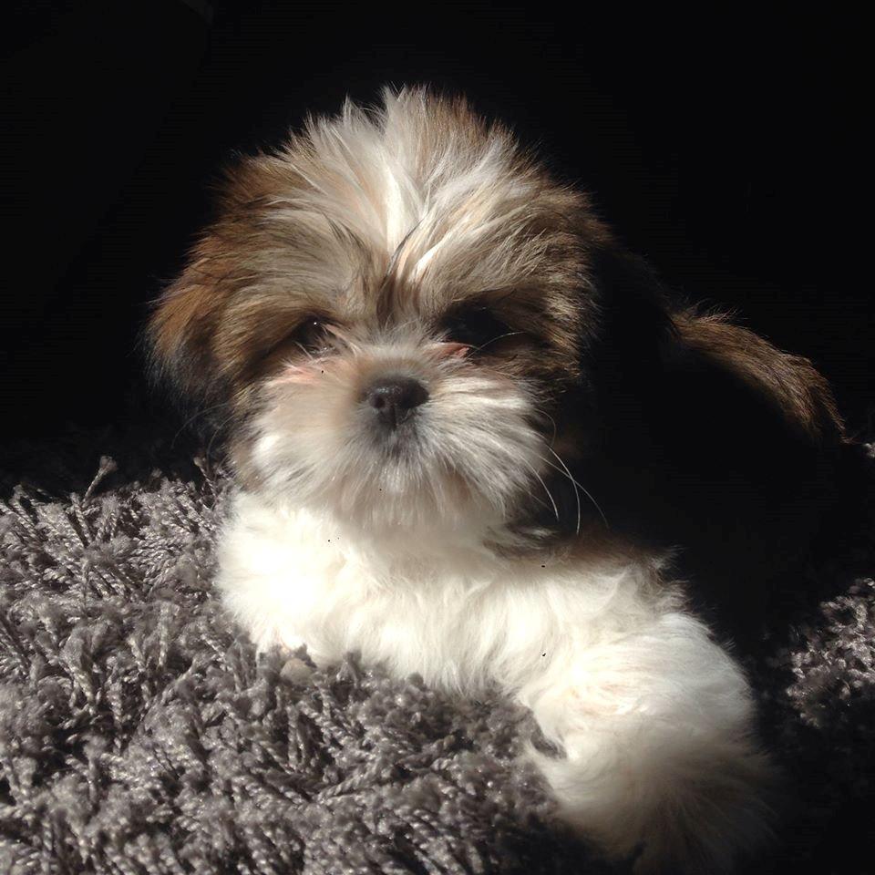 Shih tzu Alma billede 15
