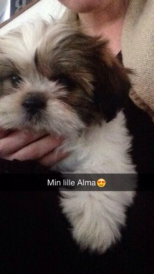 Shih tzu Alma billede 6