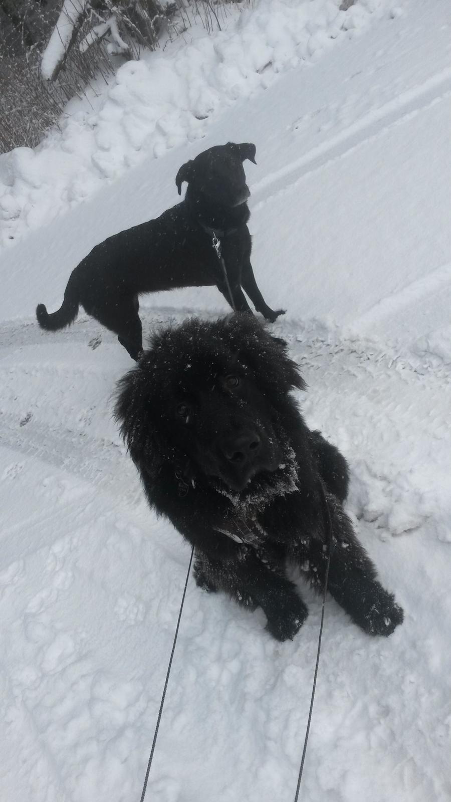 Newfoundlænder Samson billede 14