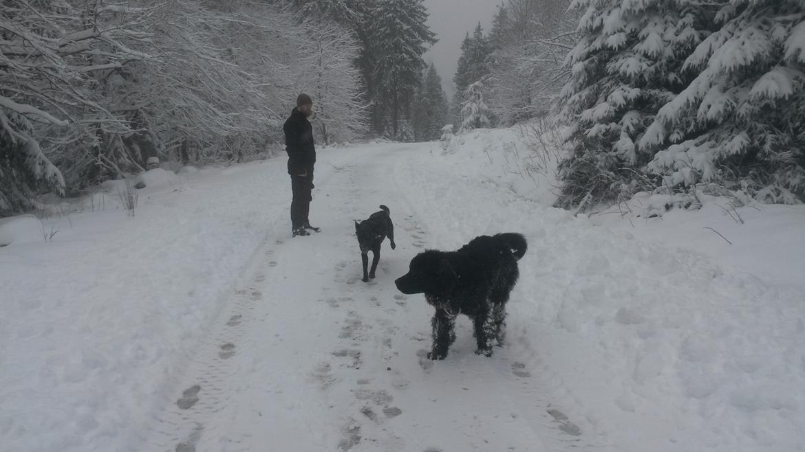 Newfoundlænder Samson billede 15