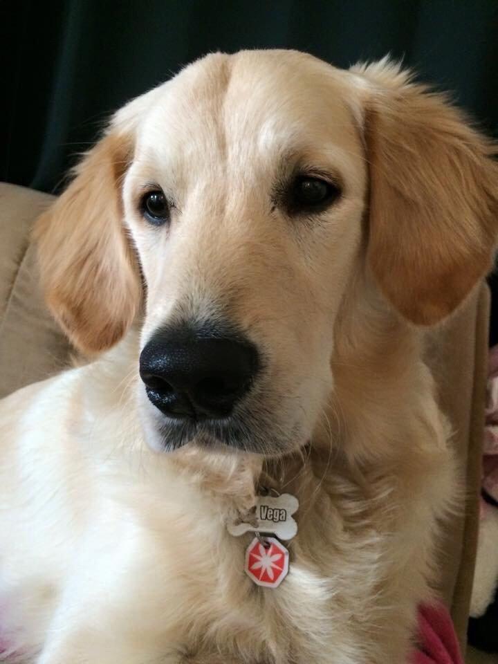Golden retriever Vega billede 2
