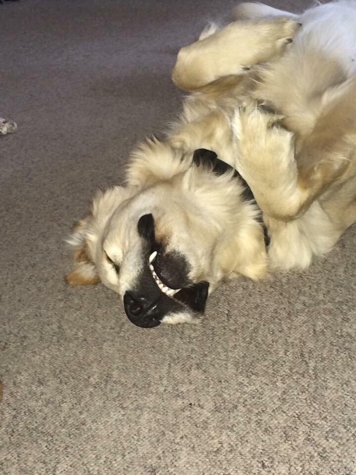 Golden retriever Vega billede 1