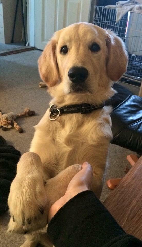 Golden retriever Vega billede 3