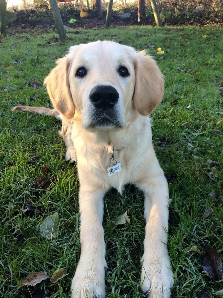 Golden retriever Vega billede 4