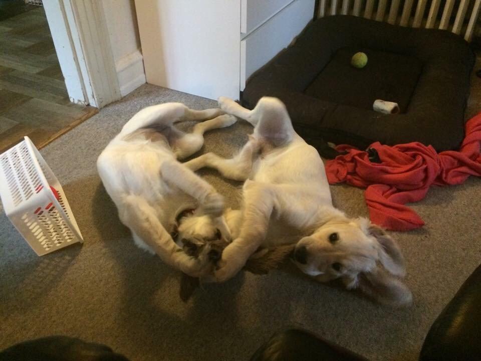 Golden retriever Vega billede 5