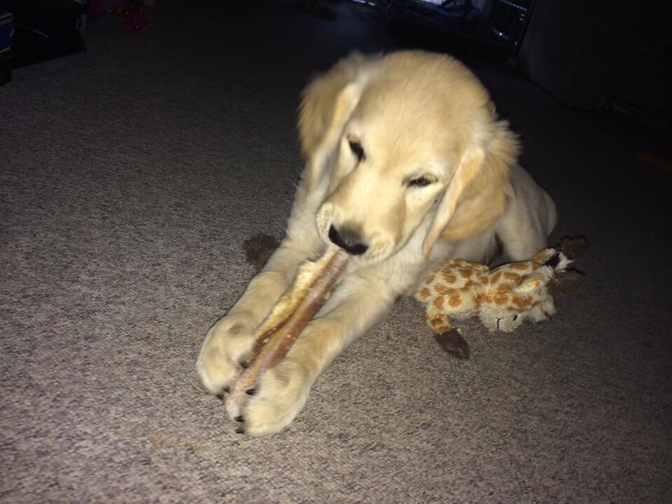 Golden retriever Vega billede 6