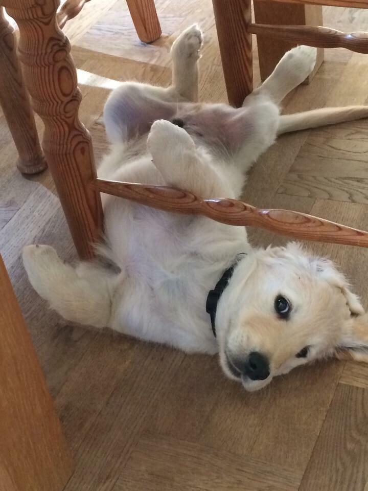 Golden retriever Vega billede 7