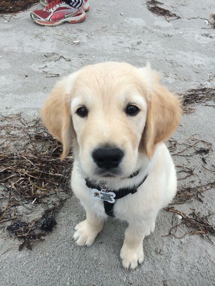 Golden retriever Vega billede 8