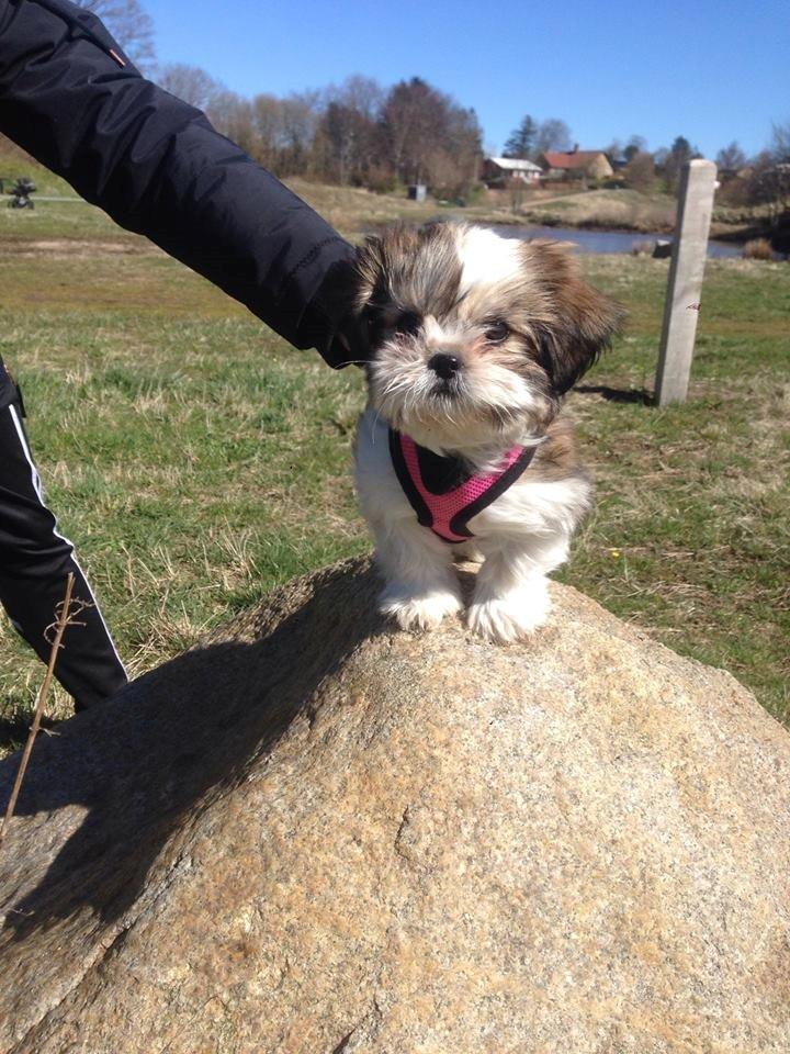 Shih tzu Alma billede 1