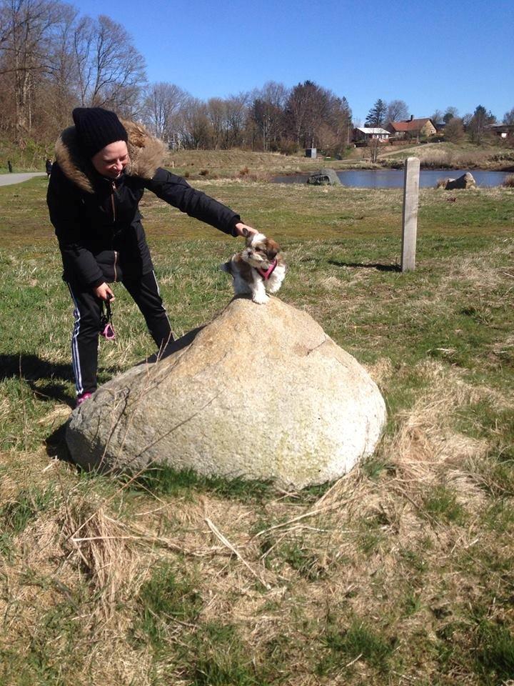 Shih tzu Alma billede 2