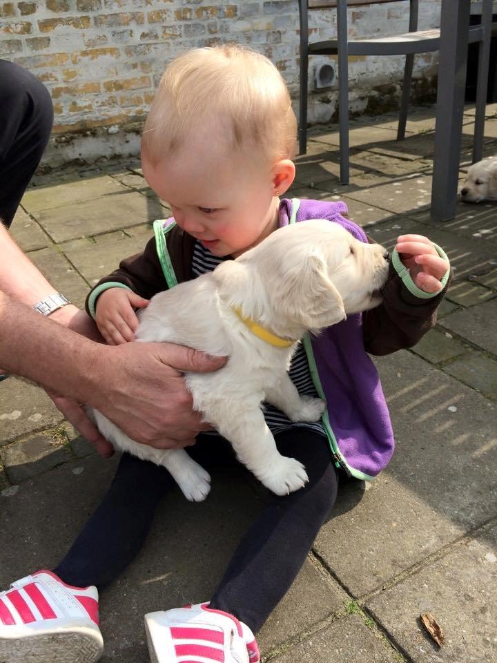 Golden retriever Lilly billede 5