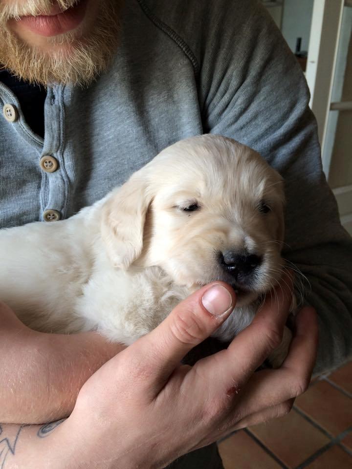 Golden retriever Lilly billede 8