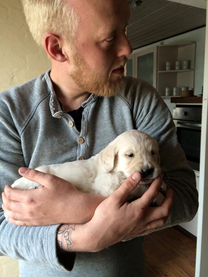 Golden retriever Lilly billede 3