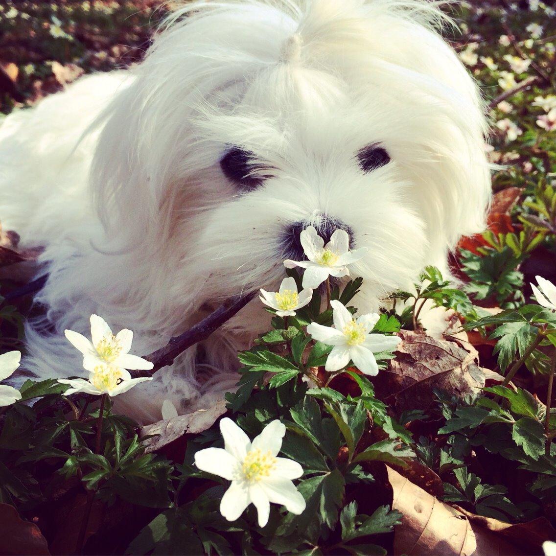 Malteser Albi billede 13